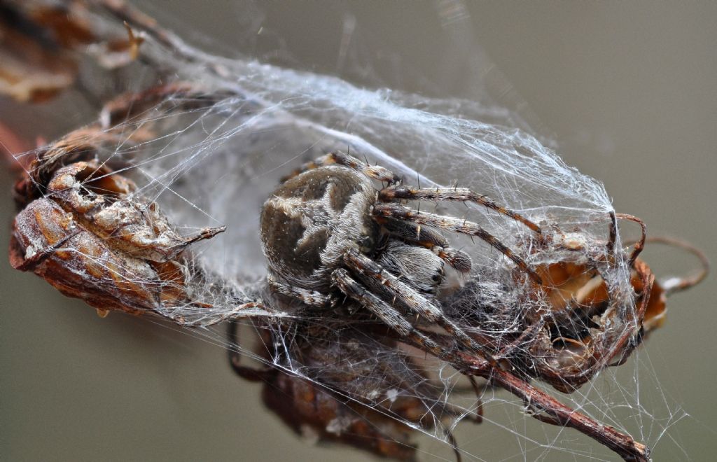 Agalenatea redii - Cavriglia (AR)